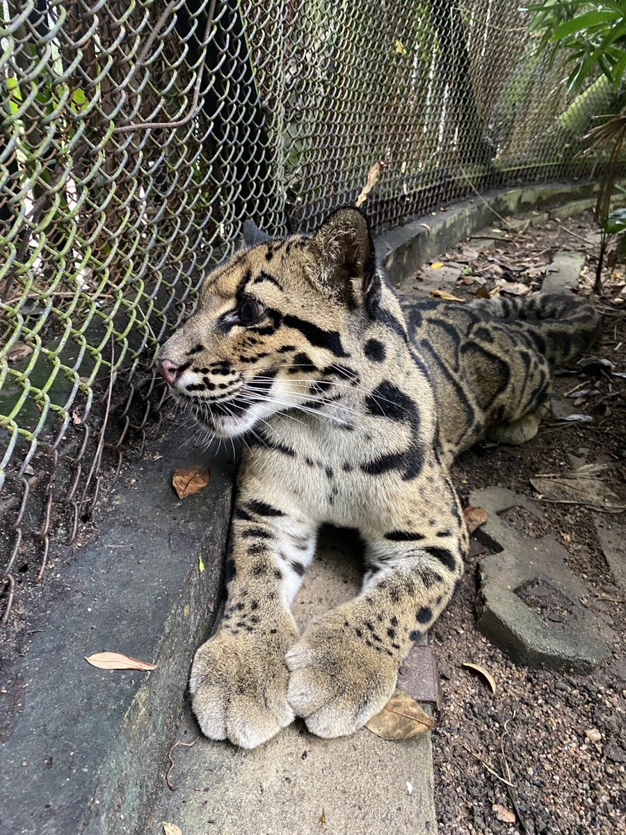 KhaokheowZoo's tweet photo. ดูอุ้งเท้าก่อน 🐾  ไม่เล็กเลย 🫪🫪🫪

เสือลายเมฆ  Clouded Leopard เป็นสัตว์ที่น่าทึ่งมากๆ 
เห็นน่ารักๆเหมือนแมว แต่น้องชอบอยู่บนต้นไม้มากกว่าพื้นดินน๊ะ เพราะน้องมีกรงเล็บที่แข็งแรง ดูที่หางยาวๆฟูๆสิ ใช้ทรงตัวบนต้นไม้
ได้ดี แล้วยังสามารถกระโดดระหว่างกิ่งไม้ เคลื่อนตัวด้วยการห้อยหัว ด้วยน๊ะ (เด่วแอดจะเอามาลงให้ดู)  

ตอนนี้ให้ดูความเรียบร้อยของน้อนก่องน๊า 🤭

😊ขอบคุณรูปน่ารักๆ โครงการเสือลายเมฆสวนสัตว์เปิดเขาเขียว

#เสือลายเมฆ #สวนสัตว์เปิดเขาเขียว