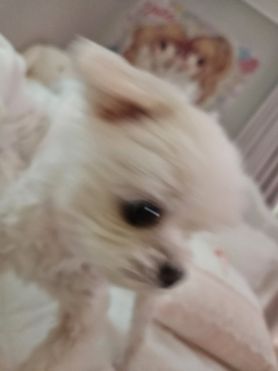 Er_rabbit_'s tweet photo. 가나디가 앞에서 자꾸 괴롭혀 https://t.co/3PDP69DCtT