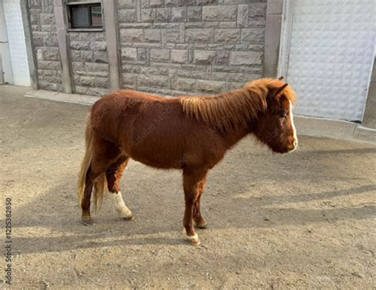 ERC3333's tweet photo. 6.2.26. The Noma is an endangered Japanese breed of small horse.

It originates from the island of Shikoku, the smallest of the 4 principal islands.

It is the smallest of the eight native horse breeds of Japan.

It is hardy and strong, and agile on difficult mountain terrain. https://t.co/fbPlnxkLMd