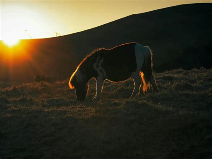 ERC3333's tweet photo. 6.2.26. The Noma is an endangered Japanese breed of small horse.

It originates from the island of Shikoku, the smallest of the 4 principal islands.

It is the smallest of the eight native horse breeds of Japan.

It is hardy and strong, and agile on difficult mountain terrain. https://t.co/fbPlnxkLMd