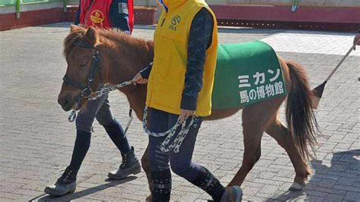 ERC3333's tweet photo. 6.2.26. The Noma is an endangered Japanese breed of small horse.

It originates from the island of Shikoku, the smallest of the 4 principal islands.

It is the smallest of the eight native horse breeds of Japan.

It is hardy and strong, and agile on difficult mountain terrain. https://t.co/fbPlnxkLMd