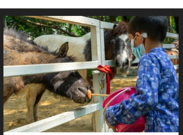 ERC3333's tweet photo. 6.2.26. The Noma is an endangered Japanese breed of small horse.

It originates from the island of Shikoku, the smallest of the 4 principal islands.

It is the smallest of the eight native horse breeds of Japan.

It is hardy and strong, and agile on difficult mountain terrain. https://t.co/fbPlnxkLMd