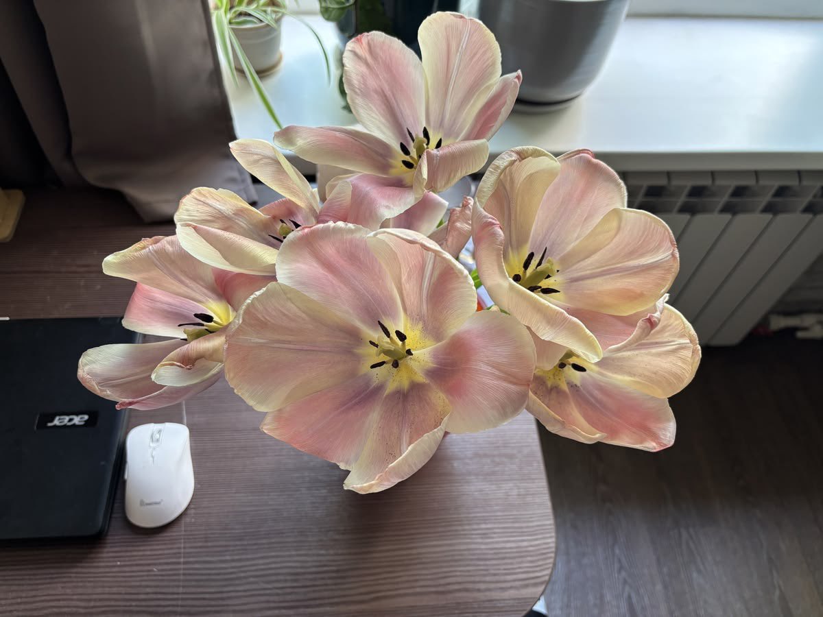 wurooods's tweet photo. Tulips blooming https://t.co/Schy8bKFuf