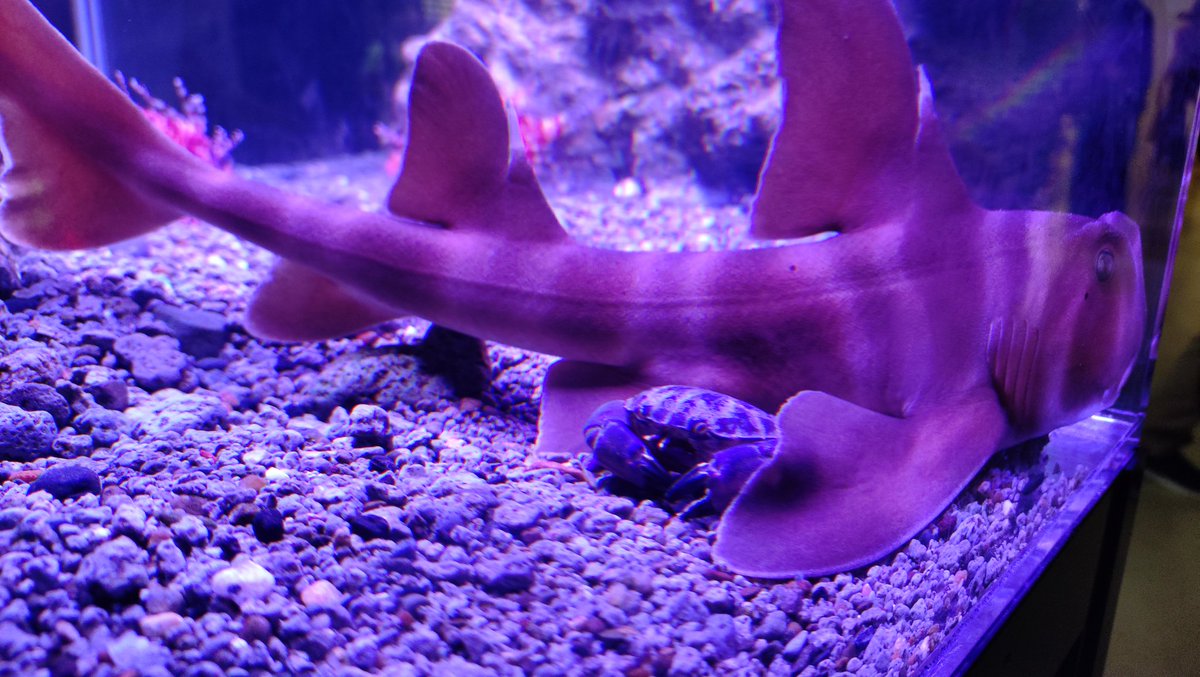 otyneet_bot's tweet photo. 超危険生物展、楽しかった https://t.co/mM2WrgfU59