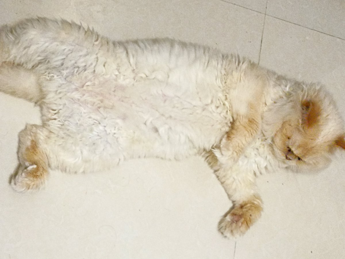 saamiisab's tweet photo. @photo5065 Exactly, my cat sleeps very relaxed too 😂 https://t.co/hfv2bL6X6X