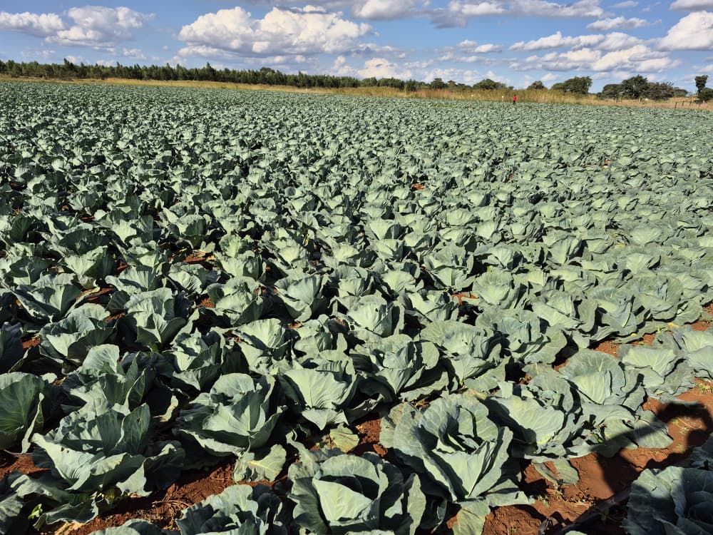TheSeedlingHub's tweet photo. We love starting the day with feedback like this! 🌞
A huge shout-out to Mrs. Kambarami from Kadoma—your Cabbage Star 3311 is truly shining ✨
Those healthy, vigorous, and uniform plants say it all. Incredible job, Ma'am! 👏

Have you grown Cabbage Star 3311? https://t.co/ZS4JUYELbC