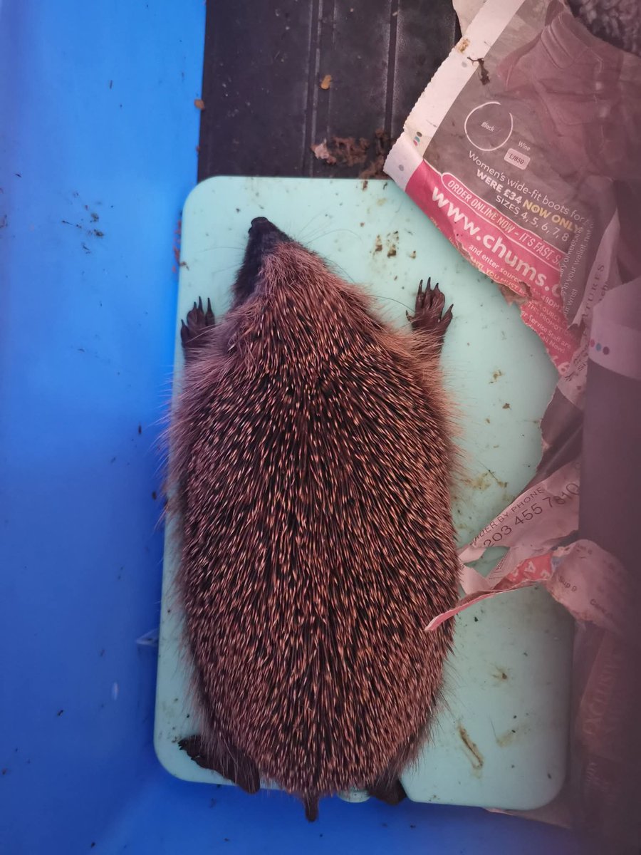 Help4hedgehogs's tweet photo. Aww Wilma, fast asleep on her cooling pad!  ❤️🦔🐾🐾 https://t.co/SAtKweAloa
