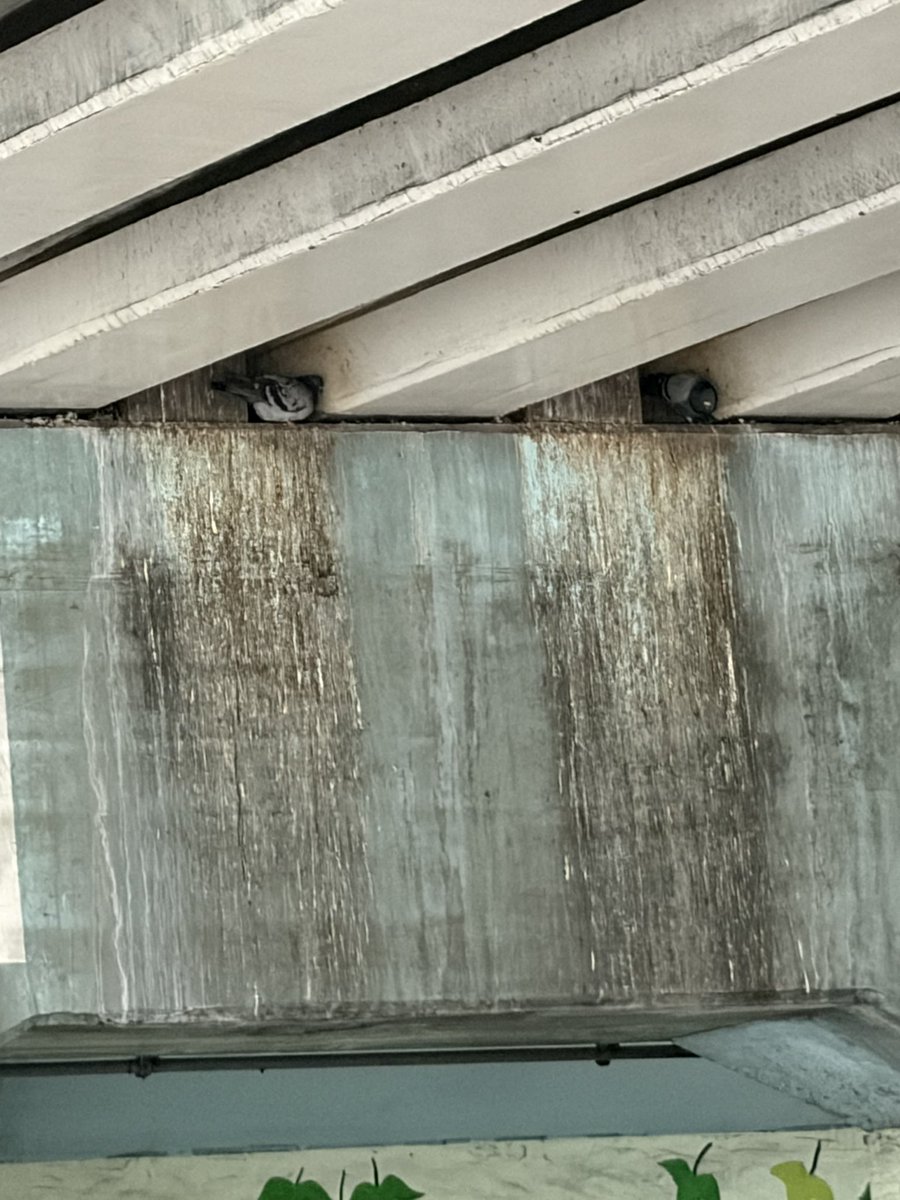 pigeopop's tweet photo. ヒナからしたら落ちたら環七、絶対無理とゆうデンジャラスな場所だけど、台風の時は安心だね！強さと運が試されるぞ。がんばれ鳩🐦🔥 https://t.co/rGrMTRkPhU