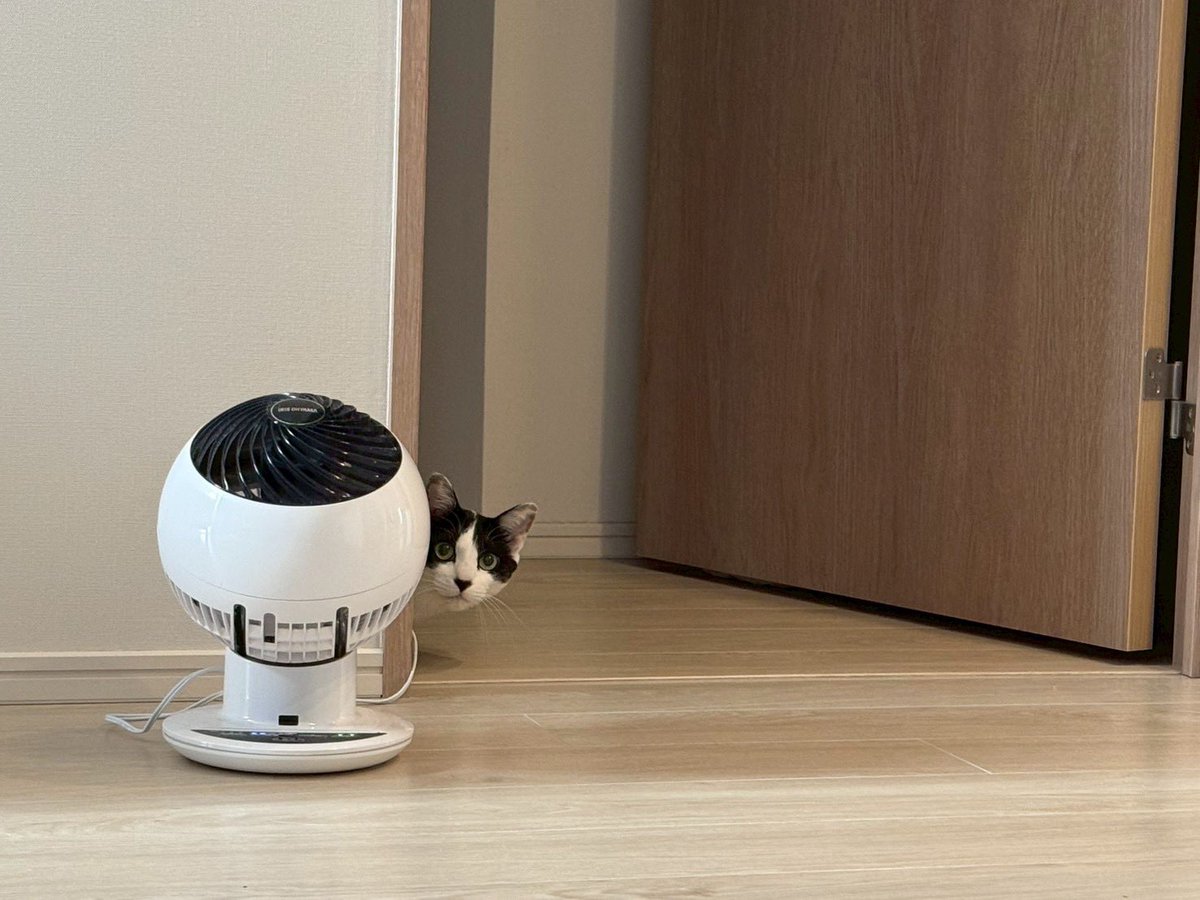 mochi202007's tweet photo. 台風で予防接種来週に延期🌪️

#猫 #保護猫 #猫のいる生活 https://t.co/BWg5Ozd2Ai