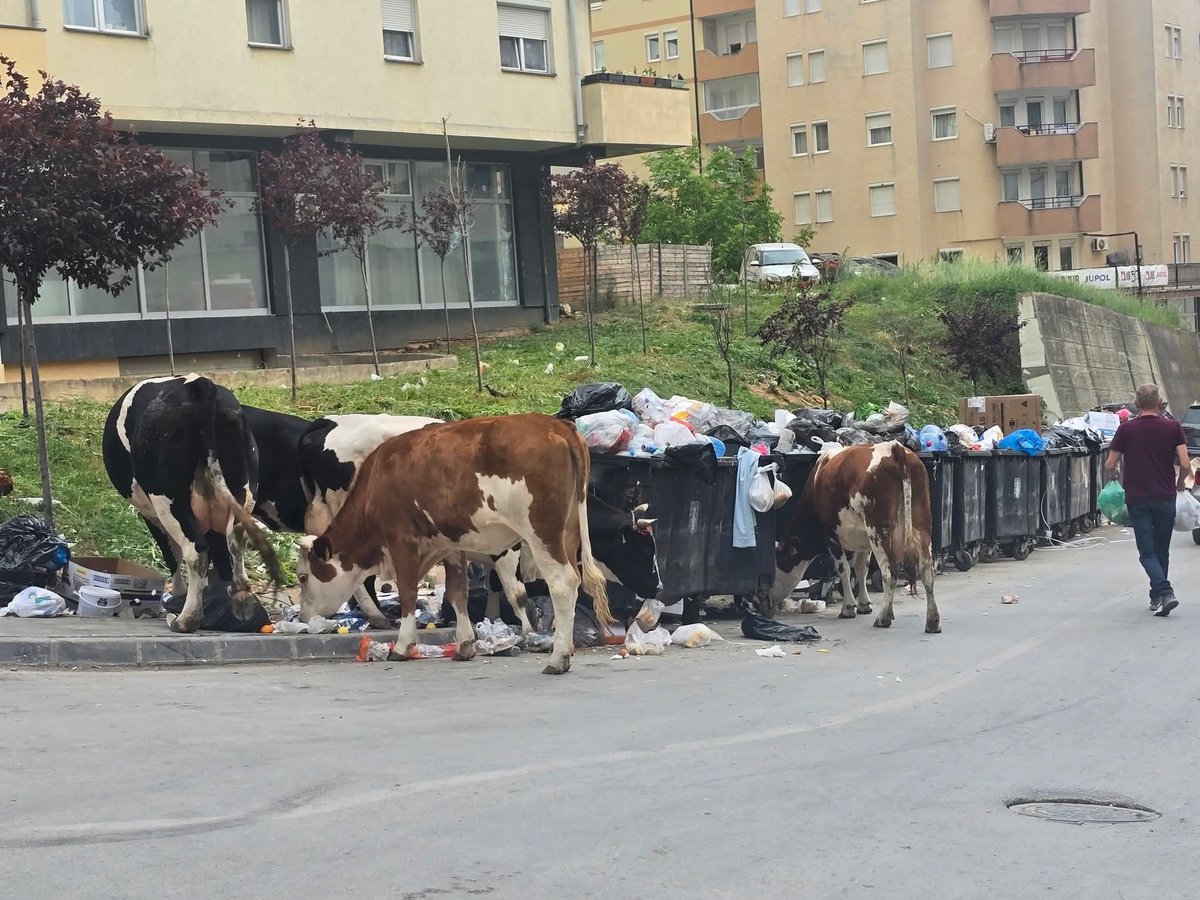 SAMIR_ASLLANI's tweet photo. Smart city i perp rames, qitja edhe lopeve taksen 10€ https://t.co/Ks9XVWXyXv