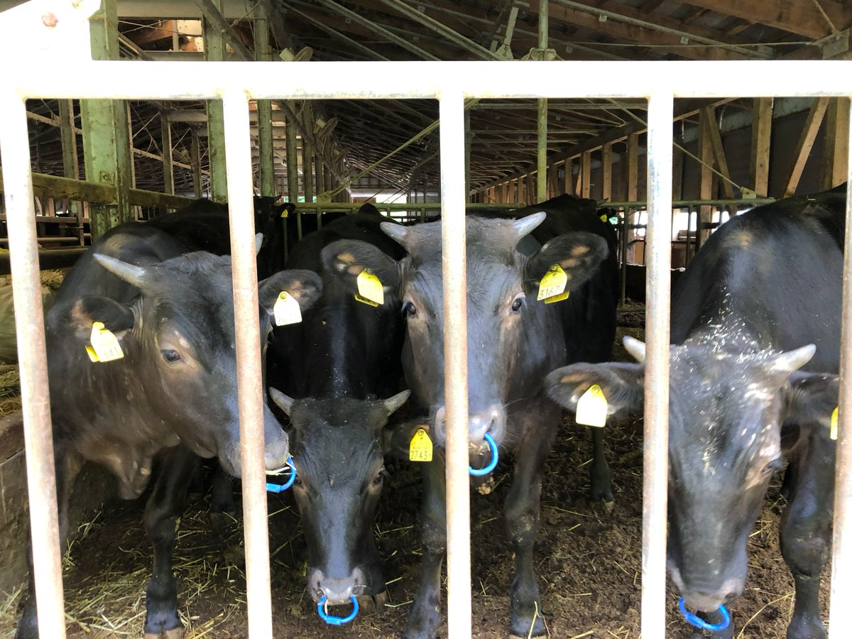 ikeda8060's tweet photo. 実は池田町では約200頭の黒毛和牛を飼養しています。
町内では残念ながらお肉は販売していませんが、
まちの駅こってコテいけだ前の「いけだマルシェ」（土日祝限定営業）で提供している牛串は池田で育った牛のお肉が使用されています。
数量限定なので、見かけた時はぜひ味わってみてください😊 https://t.co/QEyNABqPAq
