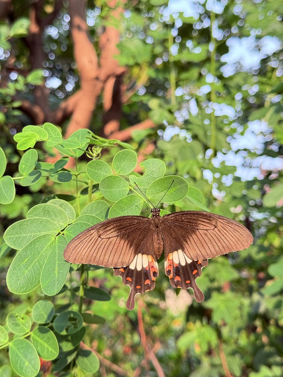 huihui9386's tweet photo. Beautiful butterfly from China 🇨🇳! 

I choose to see beauty in this world!🤪 https://t.co/ZOrNRMeTuu