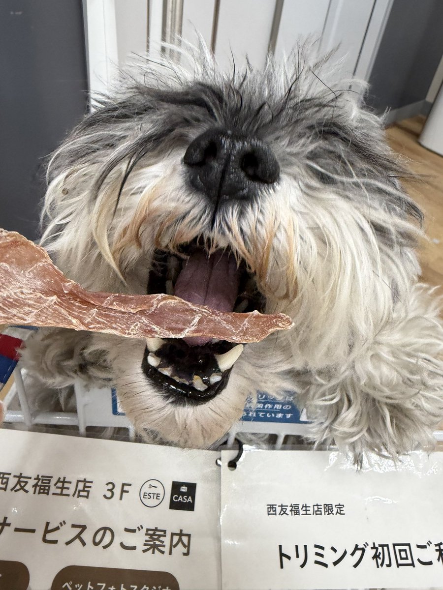 Schnauzer0913's tweet photo. https://t.co/g9tmGOdddI