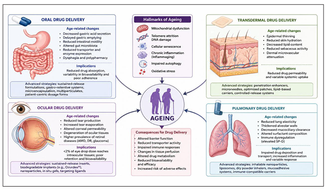 APTjournalOA's tweet photo. 📢Published Online📷Open Access!!    
Commentary—Targeting ageing: the next frontier in drug delivery systems 
URL:  https://t.co/MMktJVWLTo https://t.co/NnqtlQ0j2Y