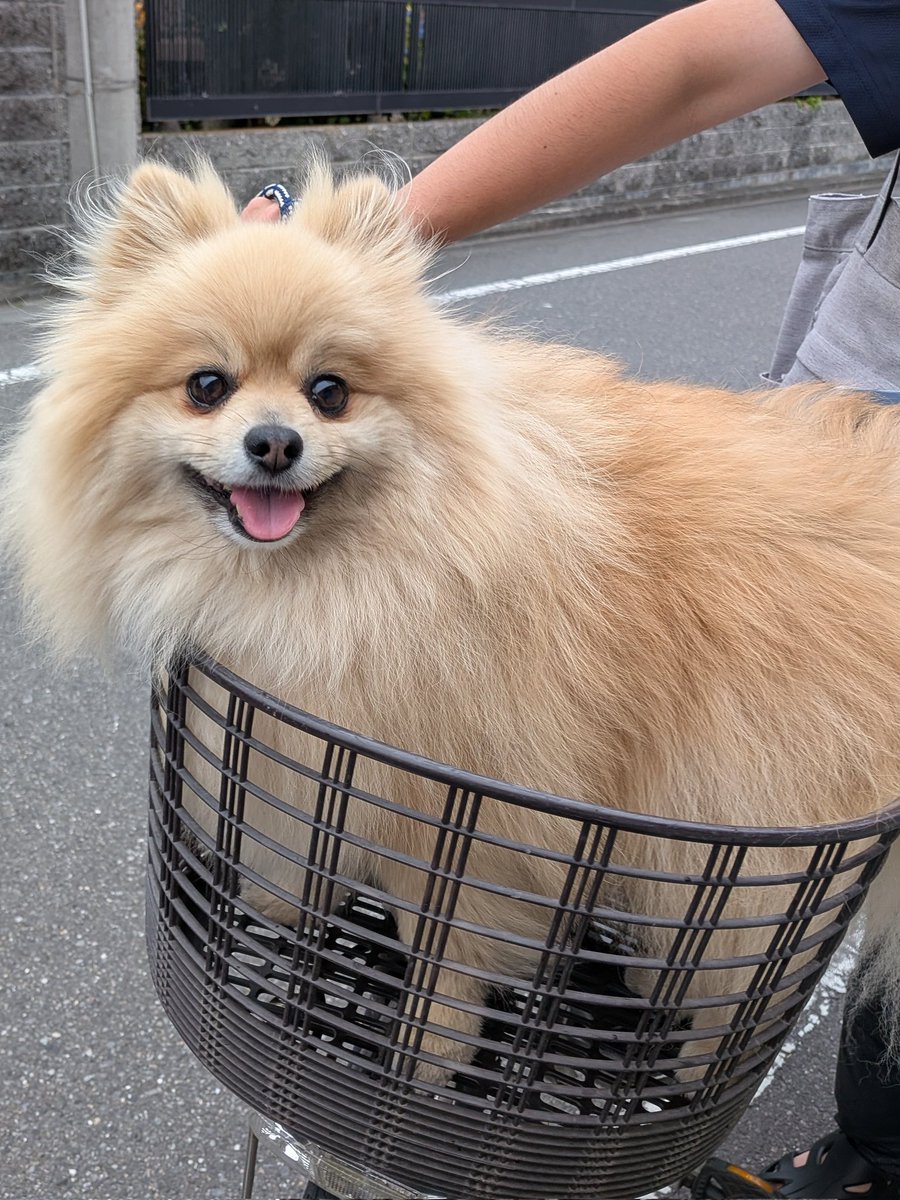 ポメラニアン