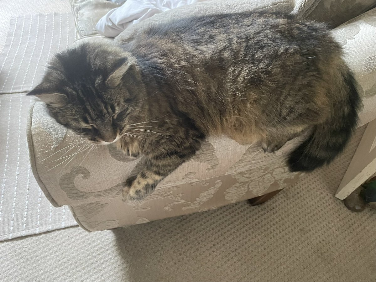 GuyAS's tweet photo. Eddie’s chillin ‘ whilst I do chores - he briefly got up as I prepared a hot chocolate (and treated myself to some snaffled oat crunchie biccies !) https://t.co/baTqq8zWg2