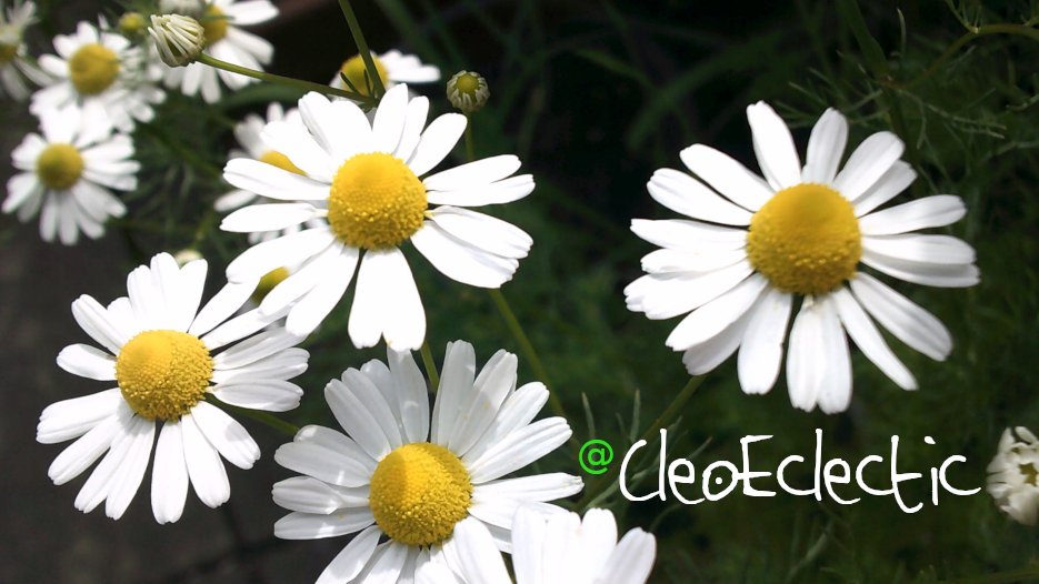 CleoEclectic's tweet photo. Mein Garten 💮

German Chamomile, Matricaria chamomilla #Herrin https://t.co/QxeGSrY7fm