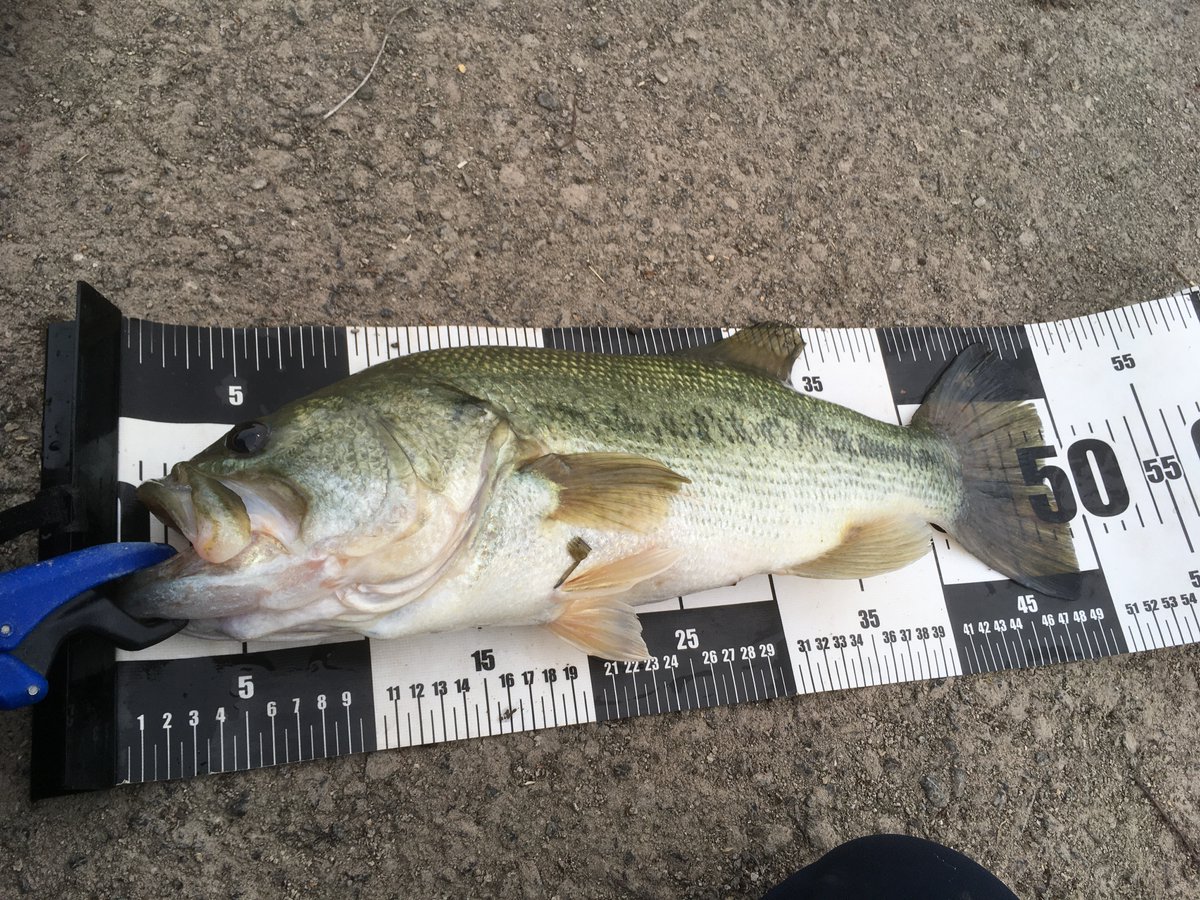 fishingoflife1's tweet photo. ギル釣りして遊んでたら目の前でデカバスが
釣ったギル丸吞みされて���れちゃいましたｗ
48～49cm位のビッグバスです！
意図せず泳がせ釣り成功です(^^) https://t.co/9aWknEzqz2