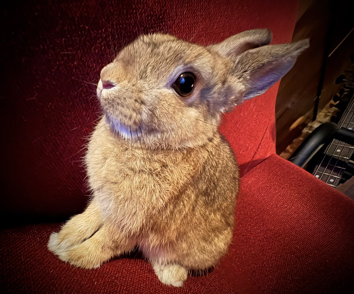 8stringsbass's tweet photo. 今日もうちの子たちかわいい https://t.co/gGFdXdrjXc