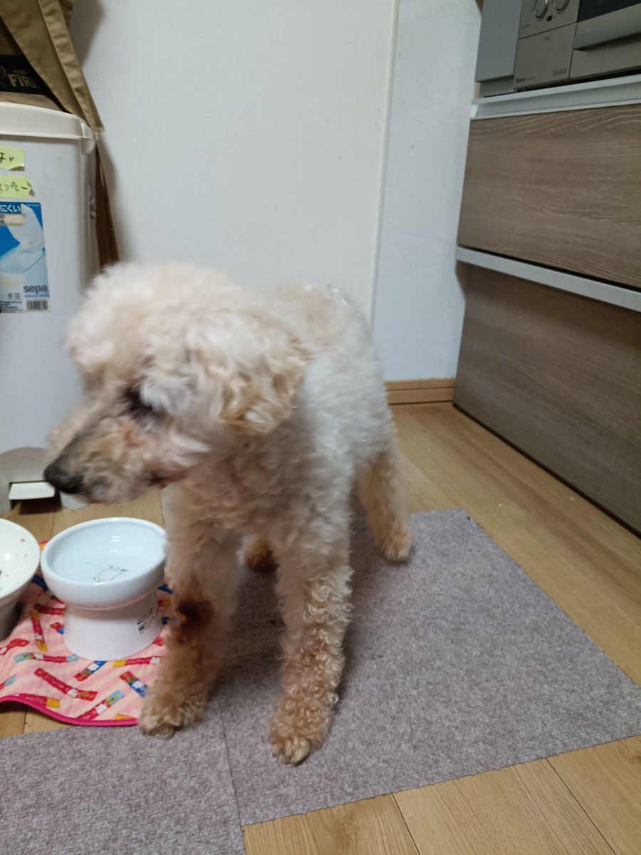 dei1982's tweet photo. 誰かが飯食ってる時だけうるさくなる、うちの１８歳 https://t.co/H1biMeTg86
