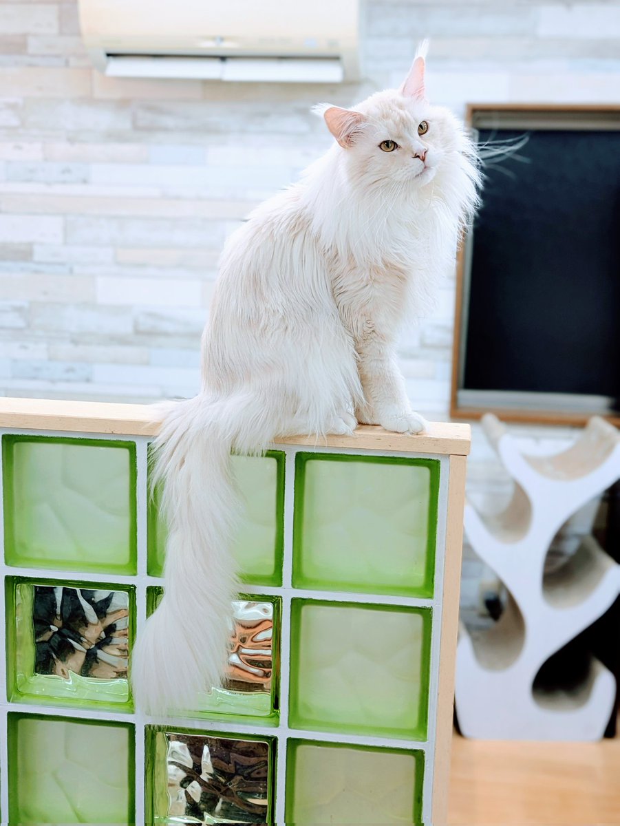 取引猫です。 cat