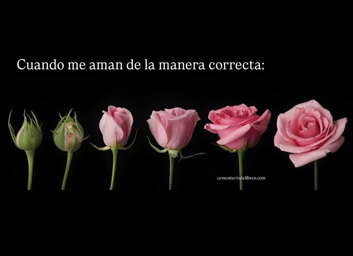 Cementedelibros's tweet photo. Así se ve… Cuando te aman de la manera correcta, algo en ti florece. Como escribió Goethe: “Trata a las personas como si fueran aquello que pueden llegar a ser, y las ayudarás a convertirse en ello”. El amor genuino tiene esa capacidad: no limita, permite la mejor versión de ti https://t.co/pz5eeRX3wH