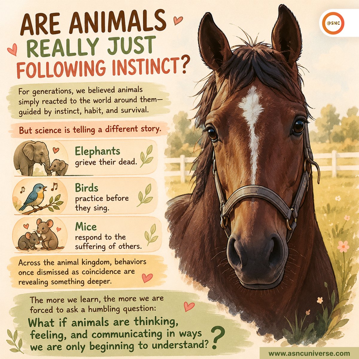 SNCoffice's tweet photo. Animals are more than instinct. 🐘🌿

Research shows they can learn, feel, communicate, and even display empathy—revealing a level of intelligence we're only beginning to understand.

#AnimalIntelligence #Wildlife #Nature #Science #SNC https://t.co/hInqLhF8ov