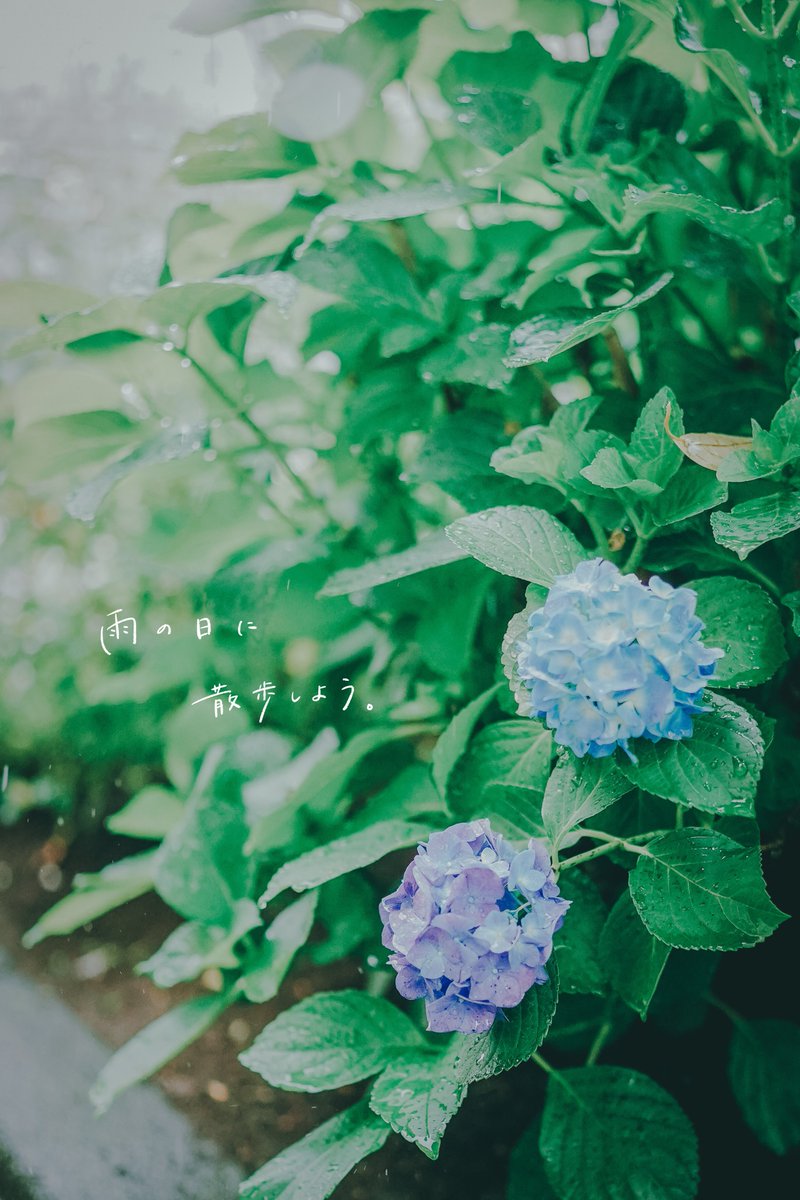 klee|写真と手書き文字 tweet media