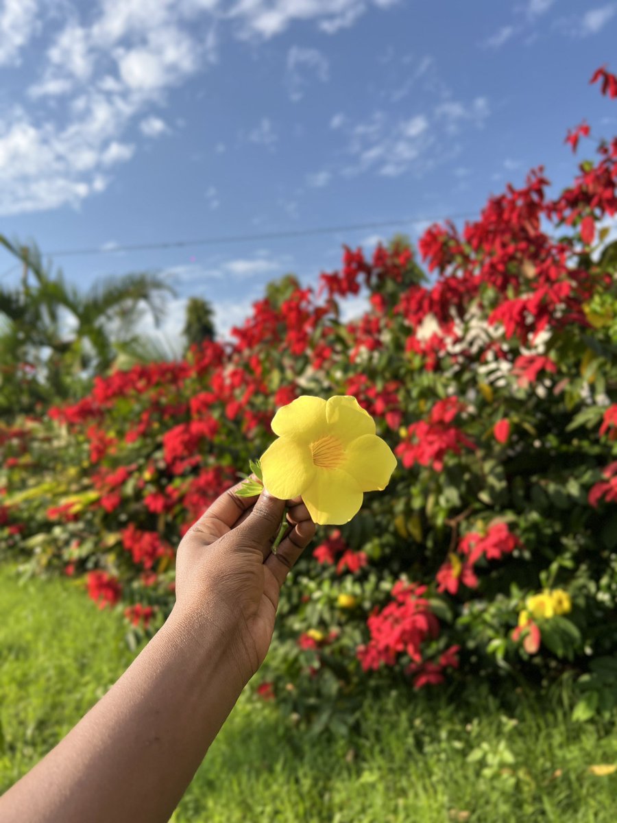 HarryFrames's tweet photo. Hello Tuesday🌼☺️. https://t.co/lY1ZdxidDU