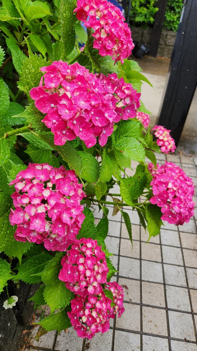 蛍光ピンク💖 うちのアジサイ ちょっと前まではこの派手ピンク何とか