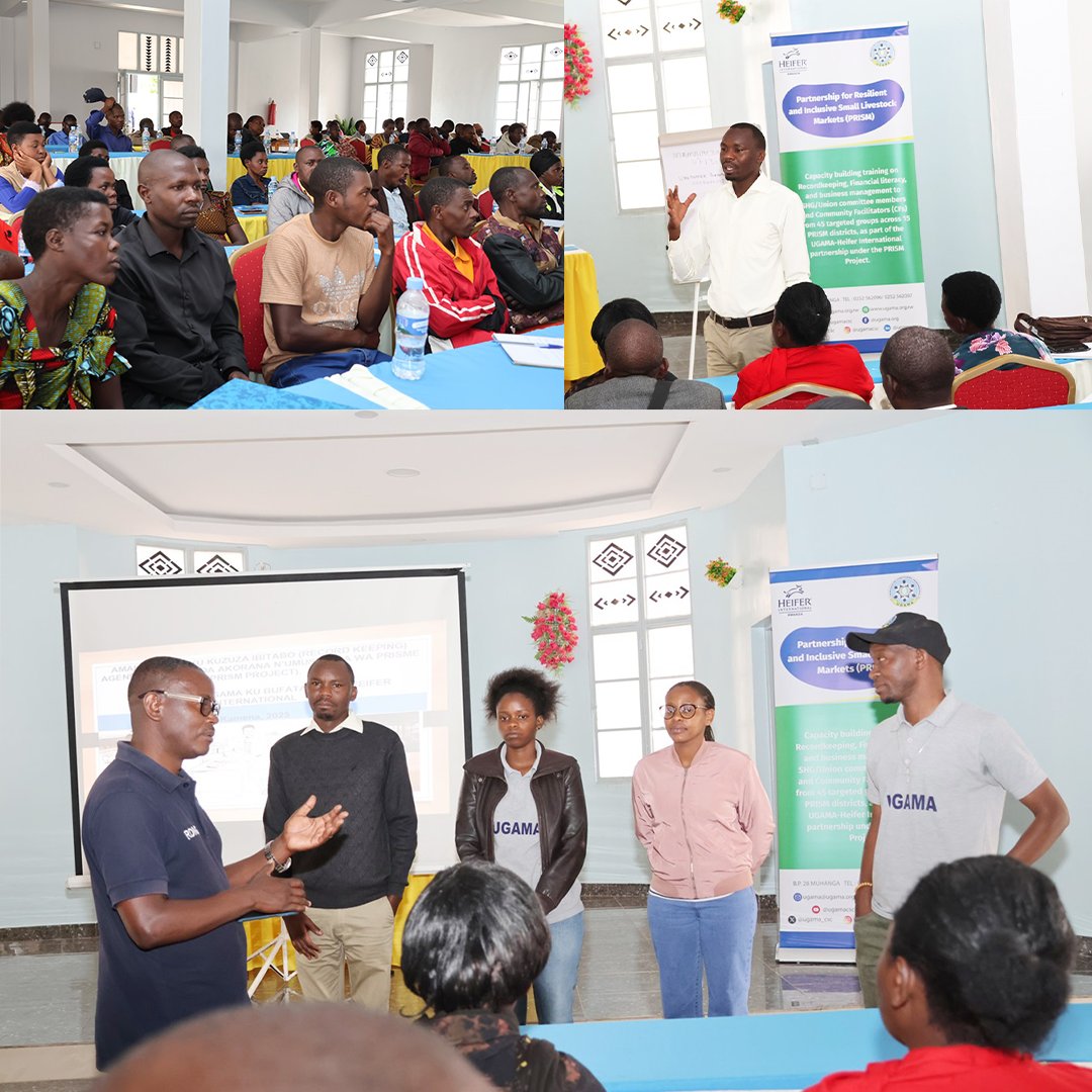 UGAMA_CSC's tweet photo. 108 representatives from 45 groups across 15 District gathered in Huye for 2 day training organized by UGAMA and Heifer International.Sessions focus on financial literacy,business management,and preparing groups to transition into cooperatives while promoting a culture of saving. https://t.co/PXMvfy4w9l