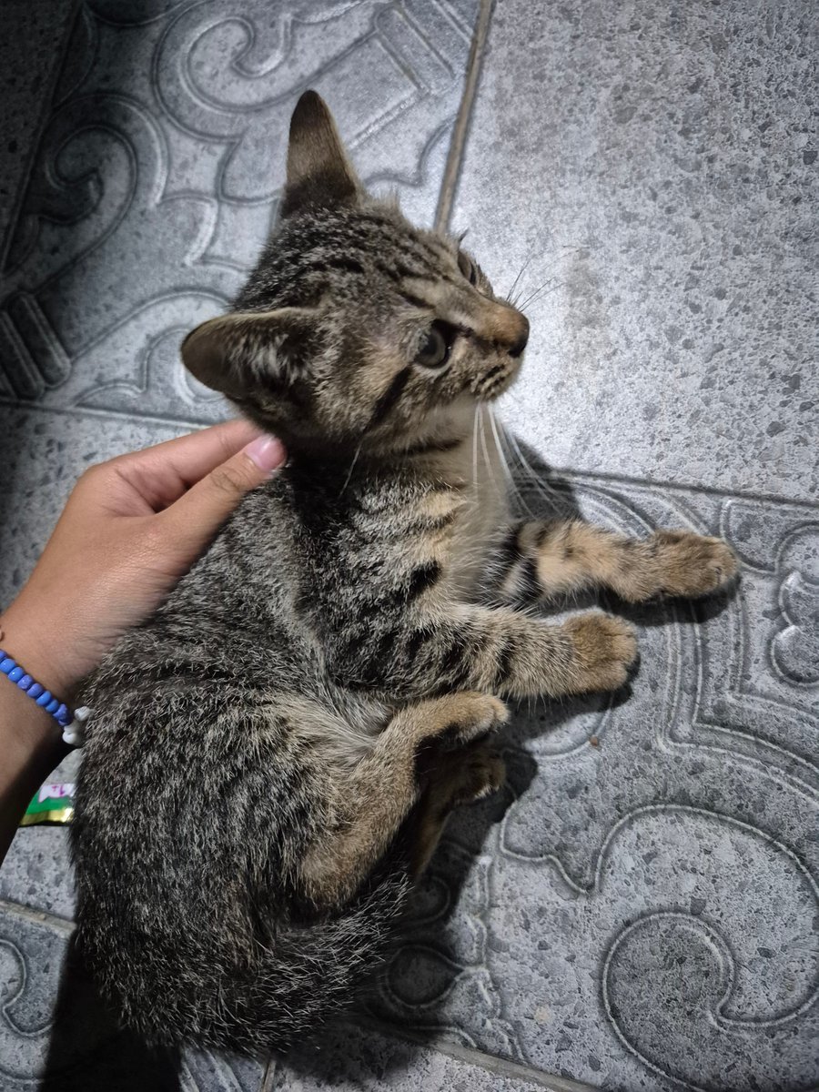 avocadablue's tweet photo. Warga jogja ada yang mau adopt kitten ga ? Ada kitten dr pagi di bawah mobil aku, miaw2 terus. Aku gabisa adopt lagi soalnya udh punya 1 dan dia ngamok kalo ada kucing lain (skrg aja blm pulang karna ngambek ada kucing lain) :(
Kitten betina tabby
Dom jogja
#adoptkucing https://t.co/NN5hKS4zyo