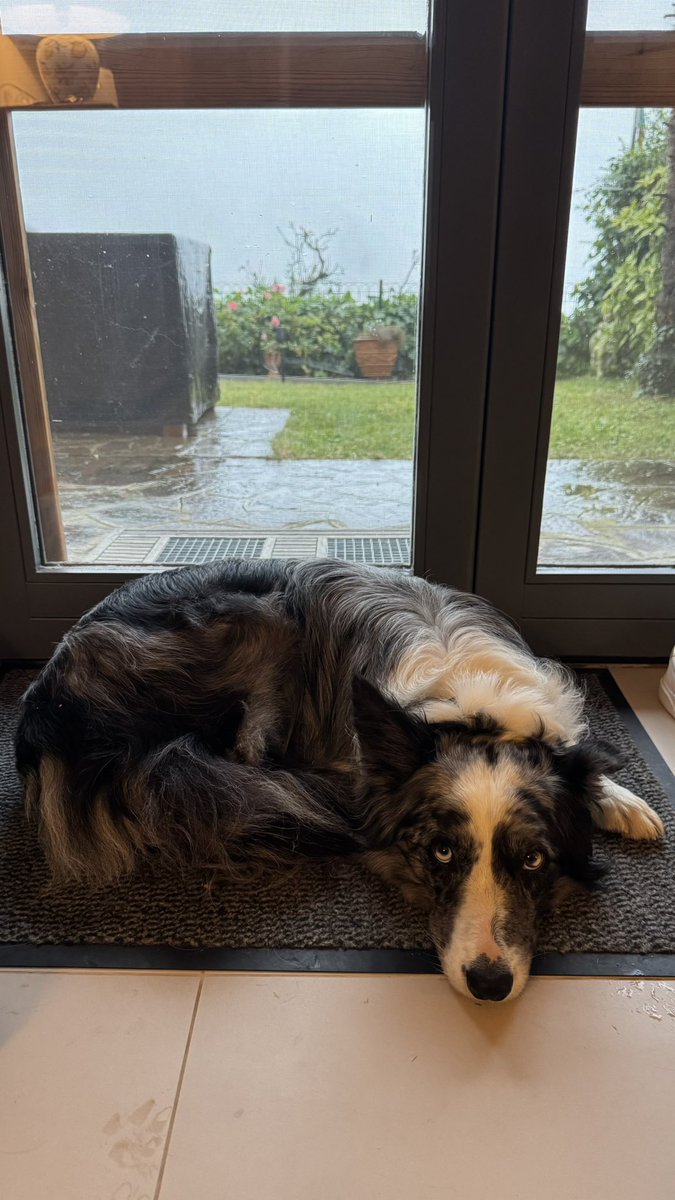 LokiBlueEyes's tweet photo. Du glaubst doch nicht, dass ich bei diesem Mistwetter da raus gehe 😤 https://t.co/9bRz8MIf07