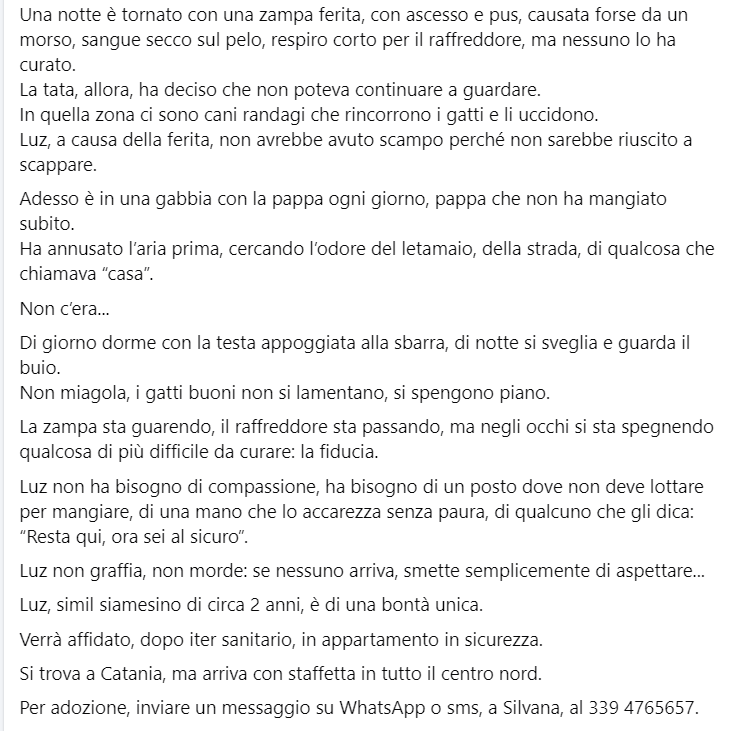 zampa_qua's tweet photo. ATTENZIONE🆘🆘 🆘🆘Silvana ☎️3394765657🐈non comprano l'amore,semplicemente lo aspettano
https://t.co/GFW5NMC0Qe LUZ 2 anni,e stato abbandonato a se stesso ,cerca una famiglia per sempre APRITE LE PORTE DEL CUORE ADOTTATELO #4voiceless https://t.co/gwFzcABvbZ
