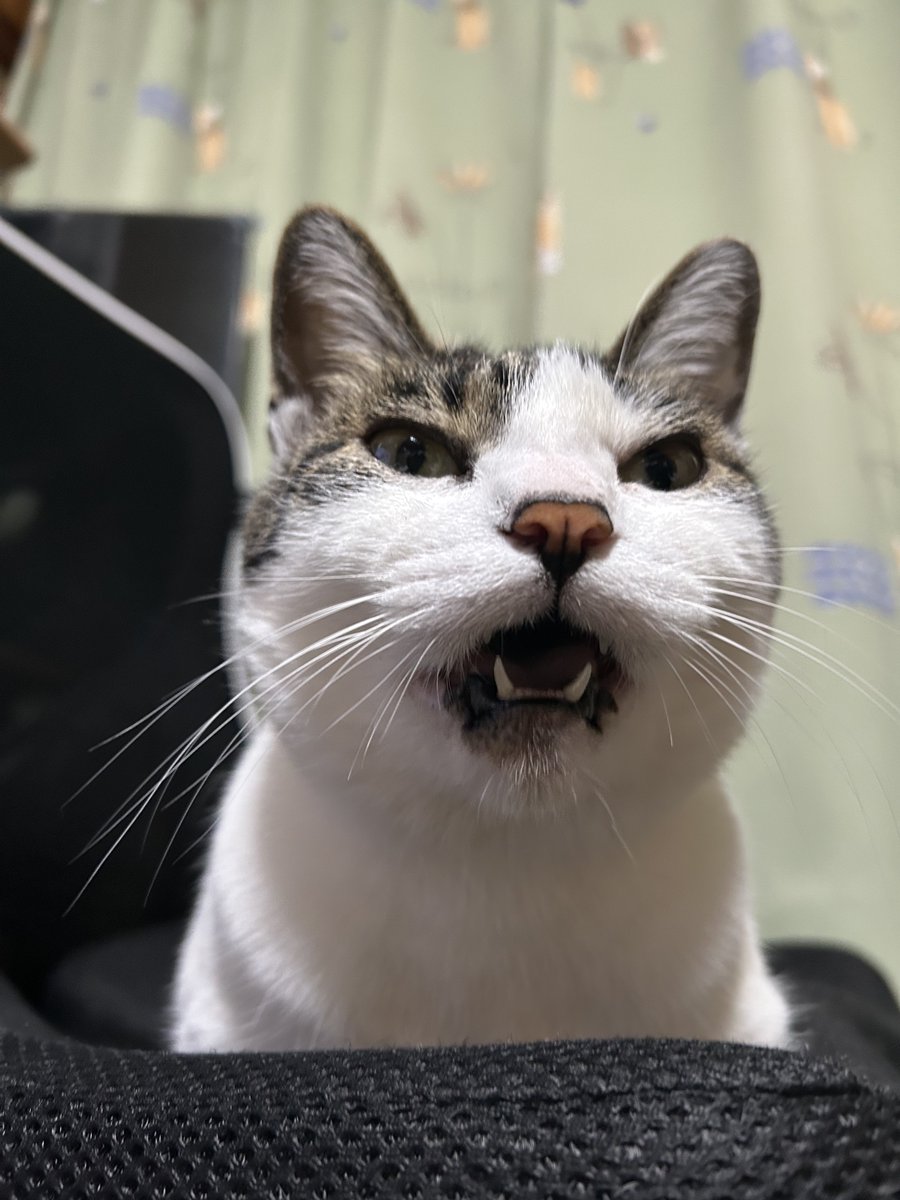 okoge729's tweet photo. 会話に参加する猫🐱
タイミング良く応えると、本当に言葉わかるかもと思う親バカです。。

帰りは深川めし🚄
濃厚で日本酒に合いそう🍶
#保護猫 #かぎしっぽ #cat #猫好き #猫のいる暮らし https://t.co/HpUDKgPHJ5