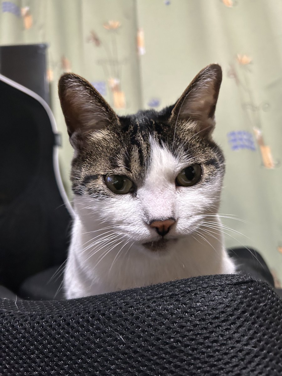 okoge729's tweet photo. 会話に参加する猫🐱
タイミング良く応えると、本当に言葉わかるかもと思う親バカです。。

帰りは深川めし🚄
濃厚で日本酒に合いそう🍶
#保護猫 #かぎしっぽ #cat #猫好き #猫のいる暮らし https://t.co/HpUDKgPHJ5