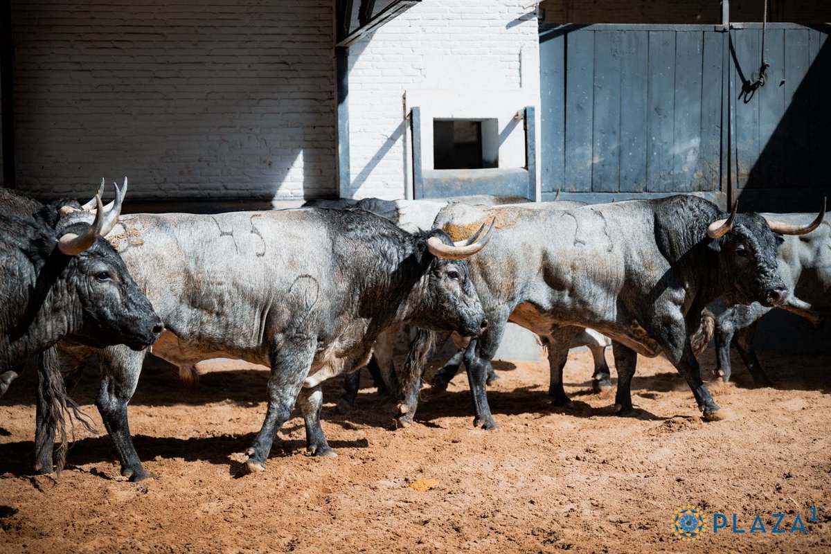 LasVentas's tweet photo. [📸 𝗘𝗡 𝗙𝗢𝗧𝗢𝗦] Estos son los toros de 🤍❤️ 𝐉𝐨𝐬𝐞́ 𝐄𝐬𝐜𝐨𝐥𝐚𝐫 para esta tarde en #LasVentas. ¡Comenzamos a las 19:00h.! https://t.co/Opd707K8ov
