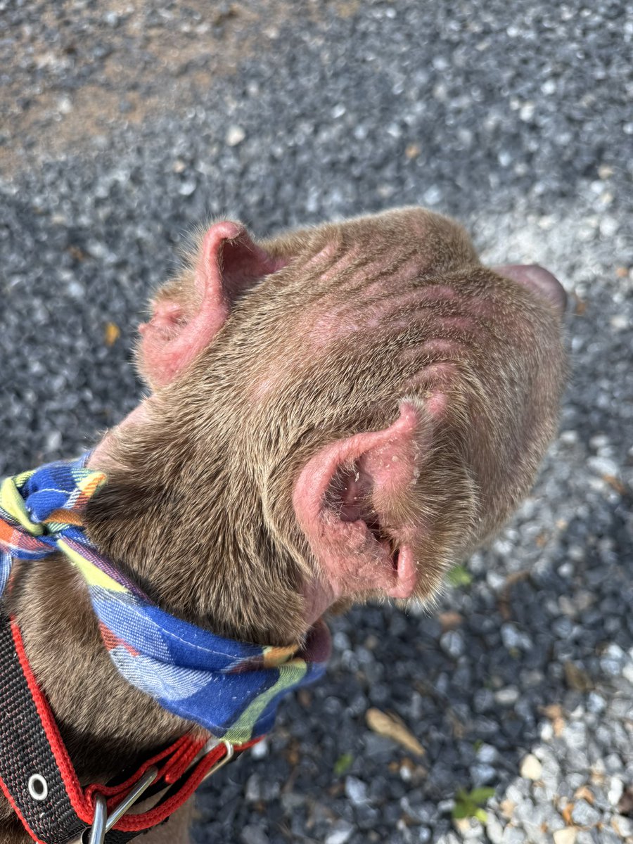 NiallHarbison's tweet photo. What broke my heart the most at the start was not his physical condition but rather how much Maximus loved company and humans. 

He was in agony (2/6) https://t.co/53Wunmueak