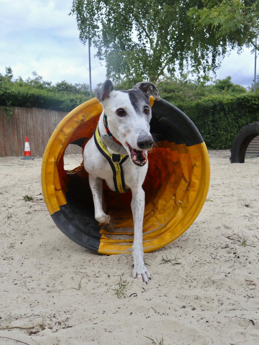 DT_WestLondon's tweet photo. It's #NationalGreyhoundDay! Where are all our Greyhound lovers?! 👀🐶

Our Sponsor Dog, Patch, would like you to know why they make such great dogs: https://t.co/jMMHXpFFn8
