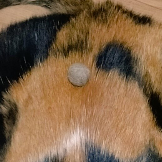 てんちゃんに水をかけると、背中から何かが！ #三毛猫