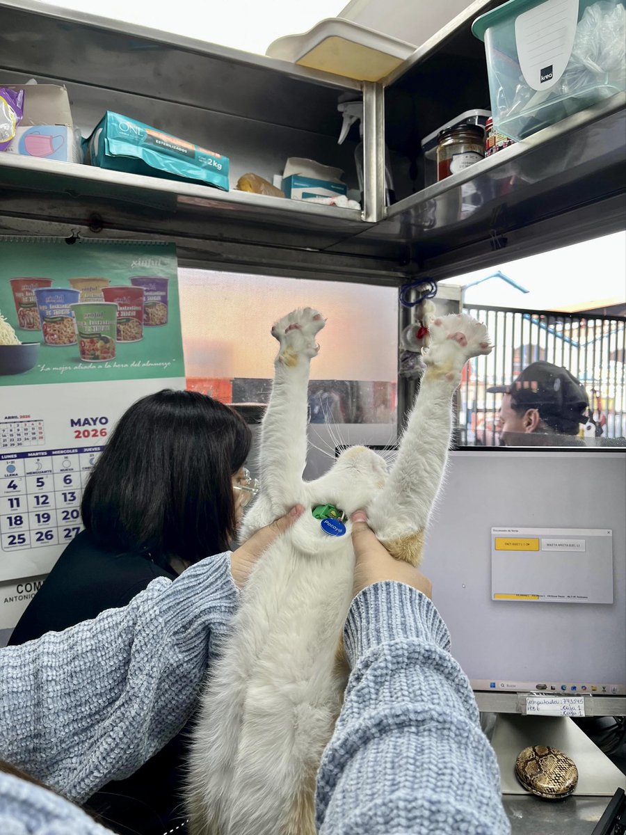 Bodegacats_'s tweet photo. https://t.co/b4fakuUDNu