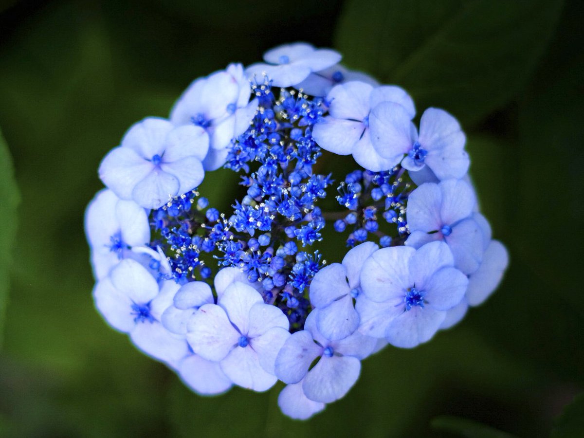 rin__25___'s tweet photo. 紫陽花 https://t.co/YsL7Szb33G