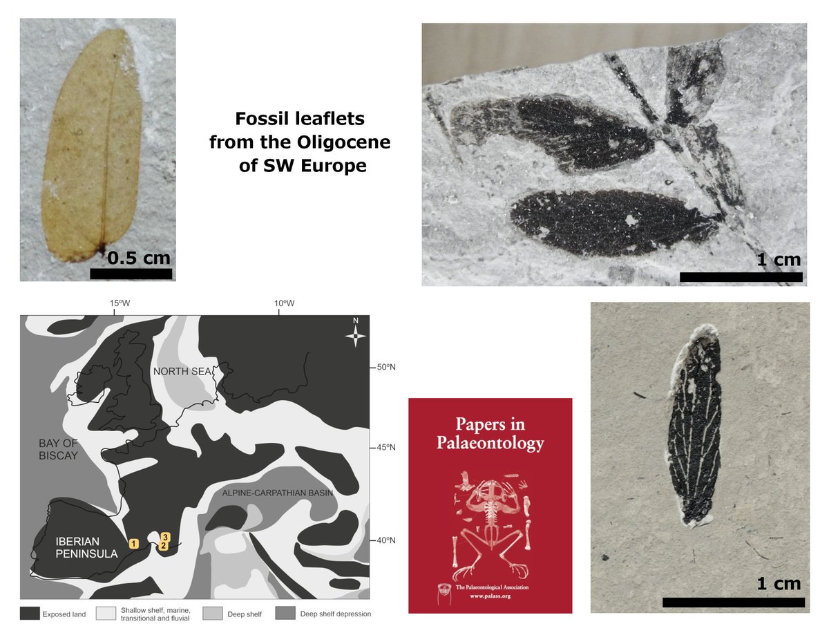 ThePalAss's tweet photo. Oligocene Mimosa &amp; Mimosites leaflets from SW Europe: taxonomy, palaeobiogeography &amp; palaeoclimate https://t.co/QANHDGt6Yl #PapersinPalaeontology @recercauniscat @WileyEcology https://t.co/cNyv5zt87v