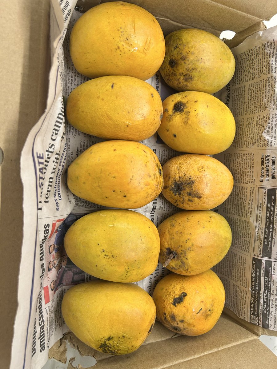 dalbati_churmaa's tweet photo. Naturally ripened Devgad Alphonso aa gaye hai 🥰
They are the yummiest  across all the alphonso breeds https://t.co/E3KmRzz0I5