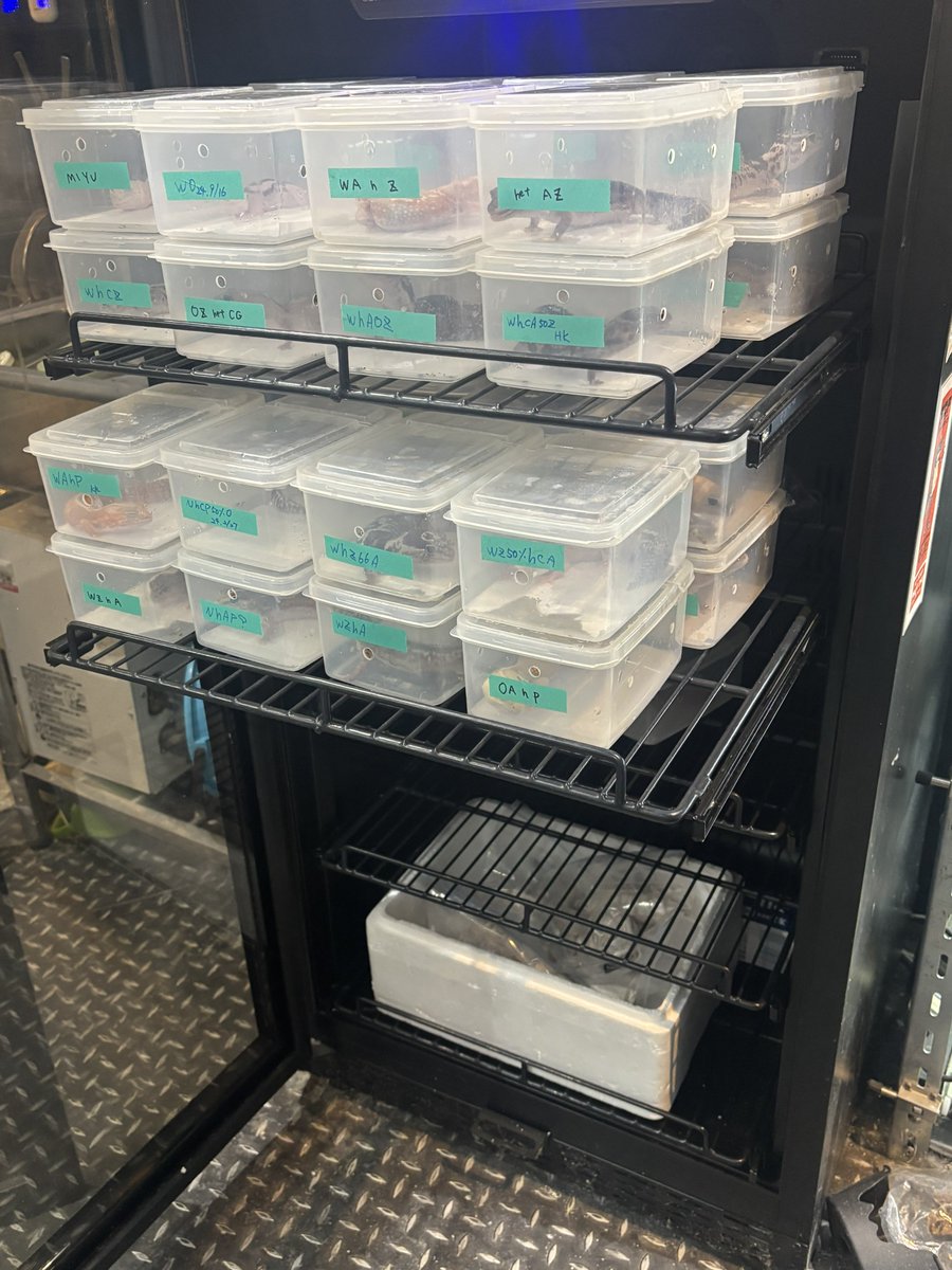 Lesailes_owlcat's tweet photo. このCAGESTUDYの展示棚ともさよならなるので今週の土日のみ在庫爬虫類の破格の即売イベント行います。
まだ種親含め200匹以上のニシアフ&amp;レオパがおります。即戦力も多数います😊
一部解体はされましたがこの内装とも完全に見納め🥹
お時間御座いましたら是非店舗まで足を運んでください🙏✨ https://t.co/nsR2X45Jy0