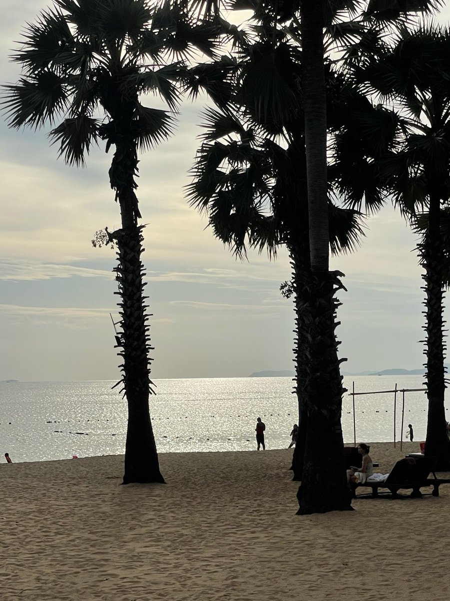 SSusawatt's tweet photo. 🌴 https://t.co/BAYz5TEnjP