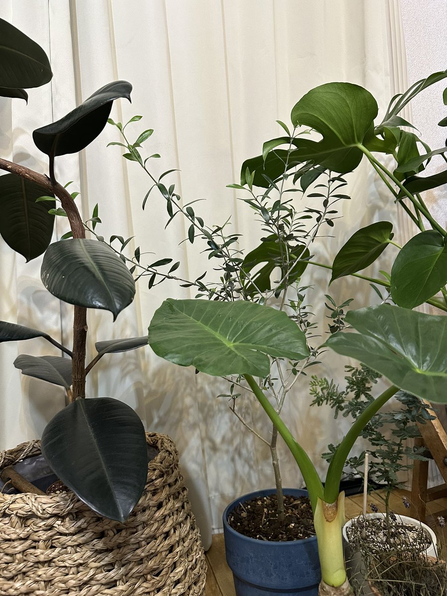 hal_hey's tweet photo. 我が家は大ぶりの葉っぱ🌱は元気に育ってくれそう。 https://t.co/OKGTX4qq0u