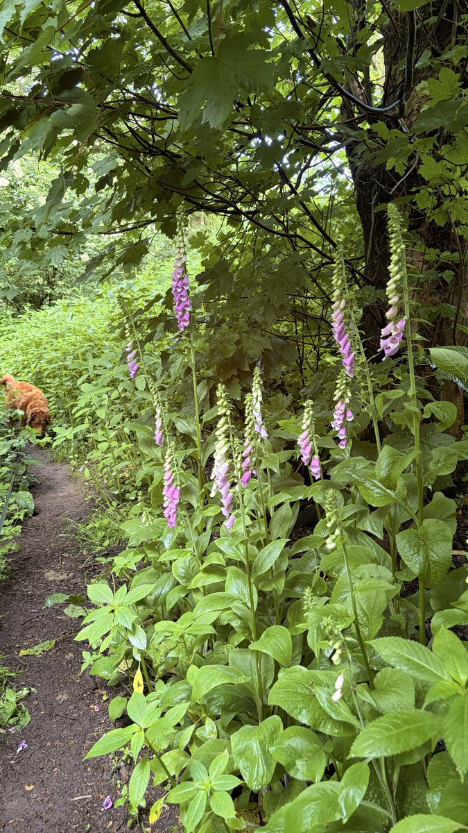 Geoff_AFoster's tweet photo. Good afternoon everyone 👱‍♂️🐶 I have been taking a break from social media platforms as I was spending too much time scrolling, from now on I will be on her less frequently
Hoping you’re all having a lovely day today, here are a few photos from our walk this morning
🦮🚶🏻🌤️🌳🌳🦢🦆 https://t.co/SRY98v42wb