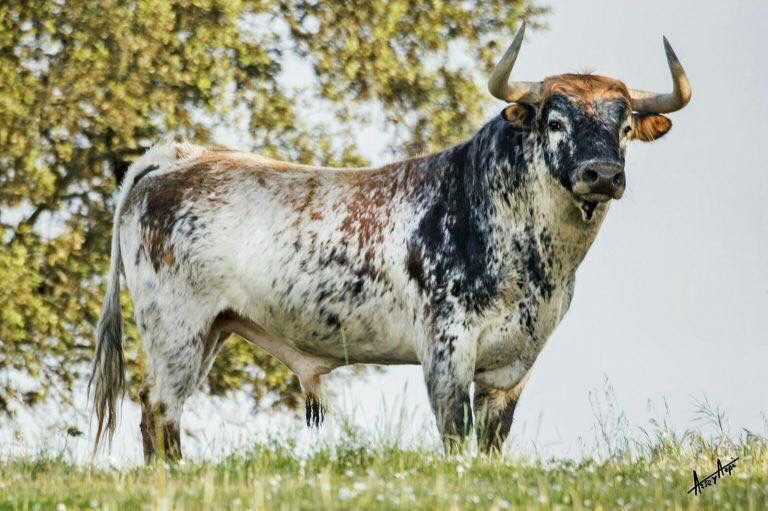 Magicalspain's tweet photo. One of the most beautiful animals on Earth. https://t.co/f57Uz3ETKX
