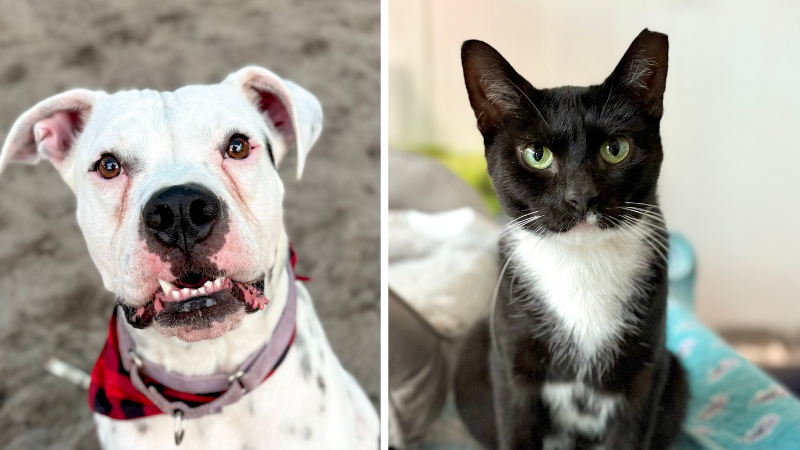 MargateTalk's tweet photo. Milo and Quill Looking for Forever Homes at Broward County Animal Care https://t.co/iyNNA6agED via @margatetalk https://t.co/Xg96QKJySK